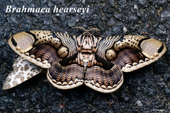Brahmaea hearseyi