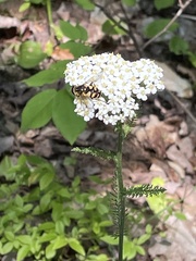 Helophilus obscurus