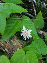 Passiflora rubra