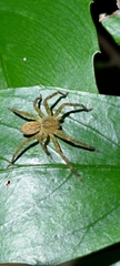 Heteropoda pingtungensis