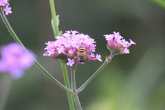 Mallota curvigaster