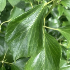 Hedera