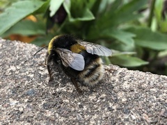Bombus terrestris