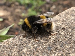 Bombus terrestris