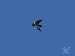 Falco peregrinus anatum