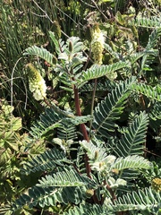 Astragalus pycnostachyus