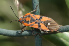 Spilostethus pandurus