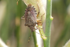 Halyomorpha halys