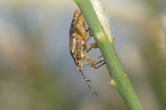 Halyomorpha halys