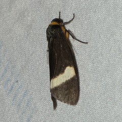 Macrobrochis albifascia