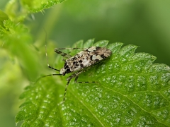 Phytocoris tiliae