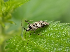 Phytocoris tiliae