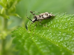 Phytocoris tiliae
