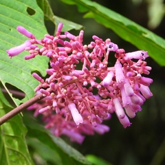 Palicourea lasiantha