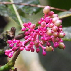 Palicourea lasiantha