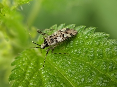 Phytocoris tiliae