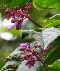 Palicourea lasiantha