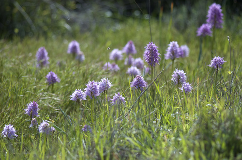 Naked-man Orchid