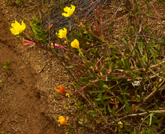 Oenothera affinis