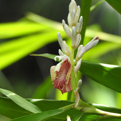 Alpinia calcarata