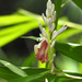 Indian Ginger - Photo (c) Paulmathi Vinod, some rights reserved (CC BY), uploaded by Paulmathi Vinod