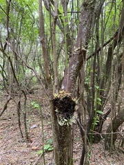 Exobasidium parvifolii