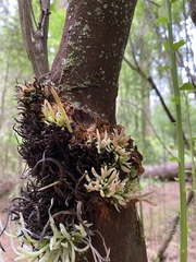 Exobasidium parvifolii