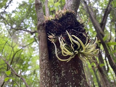 Exobasidium parvifolii