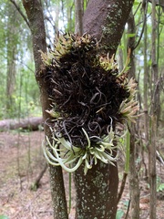 Exobasidium parvifolii