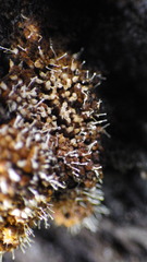 Polycephalomyces tomentosus image
