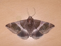 Dysgonia algira