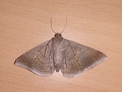 Dysgonia algira