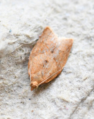 Clepsis consimilana