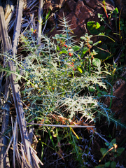 Echinops erinaceus