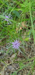 Liatris compacta
