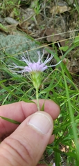 Liatris compacta