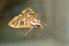 Glyphodes pyloalis