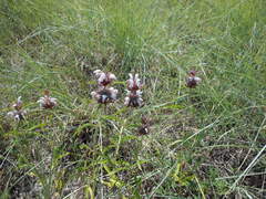 Monarda clinopodioides
