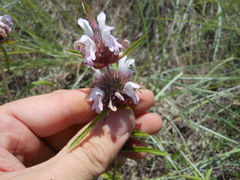Monarda clinopodioides