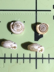 Daedalochila mooreana