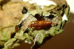 Glyphodes pyloalis