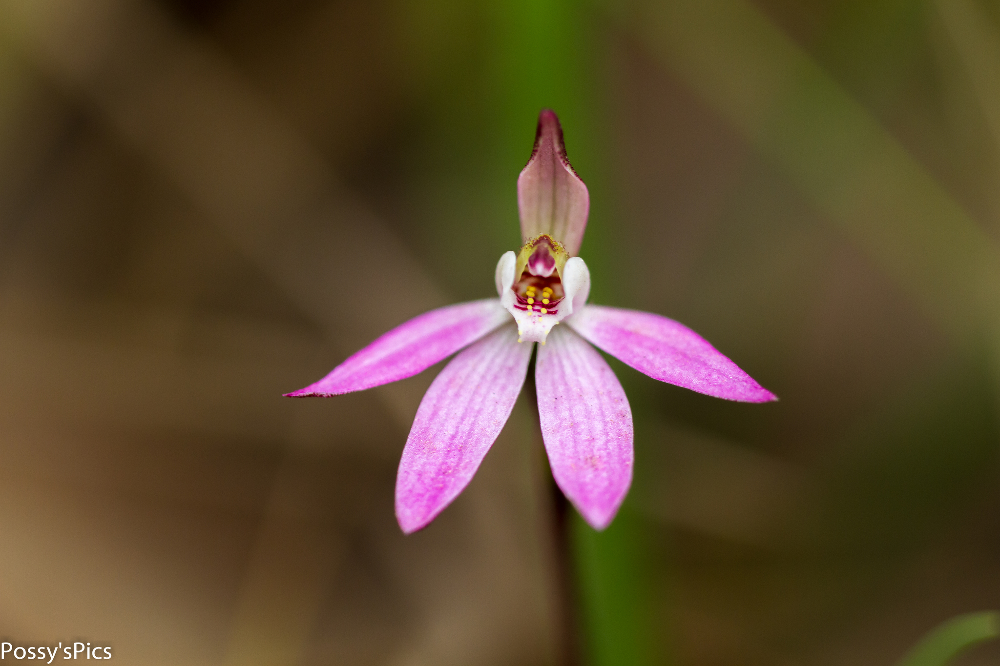 Lady on sale finger orchid