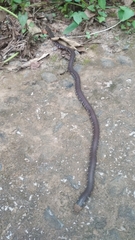 Rhinophis melanoleucus