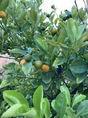 Citrus