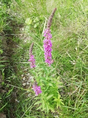 Lythrum salicaria