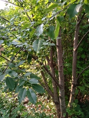 Prunus serotina