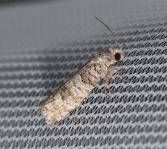 Retinia gemistrigulana