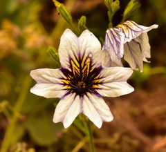 Salpiglossis sinuata