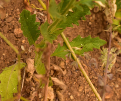 Salpiglossis sinuata
