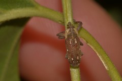 Cylindralcides bubo